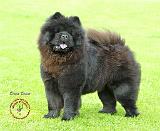 Chow Chow 9B008D-25